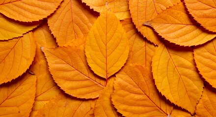 Fototapeta premium Pile of Vibrant Orange Autumn Leaves Close-up for Seasonal Design