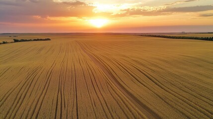 Naklejka premium Golden Hour Wheat Field: Aerial Sunset Panorama