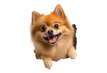 Happy pomeranian dog with joyful expression, cut out