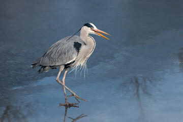 An adult grey heron (Ardea cinerea) in breeding plumage walks across the ice of a frozen lake