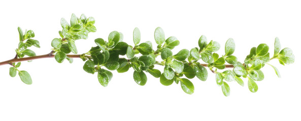 Fresh herb branch showcasing vibrant green leaves, cut out