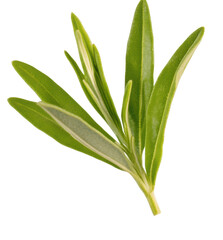 Obraz premium Fresh herb leaf cutout for culinary use, cut out