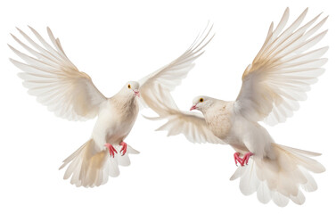Obraz premium PNG Wedding doves animal pigeon flying.