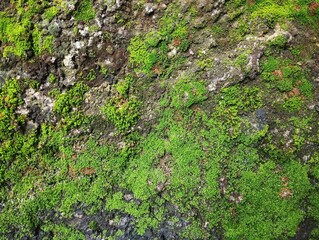 Abstrack green moss texture on old wall background