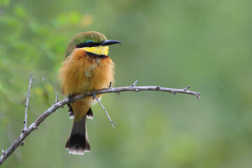 Zwergspint / Little bee-eater / Merops pusillus
