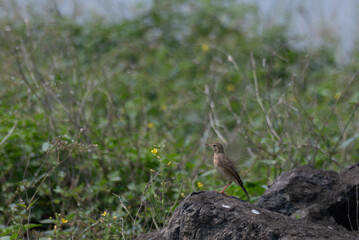 The beautiful Paddyfield pipet a small, brown in color stands on a rock with a soft, out of focus background.