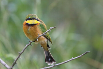 Zwergspint / Little bee-eater / Merops pusillus