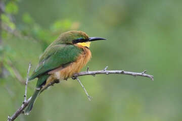 Zwergspint / Little bee-eater / Merops pusillus