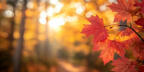 Fototapeta premium Vibrant red maple leaves glowing in the warm autumn sunlight