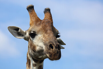 Fototapeta premium Giraffe / Giraffe / Giraffa camelopardalis