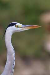 Afrikanischer Graureiher / Grey heron / Ardea cinerea
