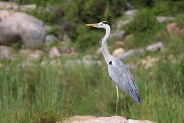 Afrikanischer Graureiher / Grey heron / Ardea cinerea