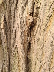 minimalistic background picture - close up photography of wood bark