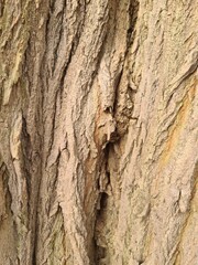 minimalistic background picture - close up photography of wood bark