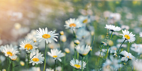 Field of daisies, daisy flowers lit by sun rays in meadow