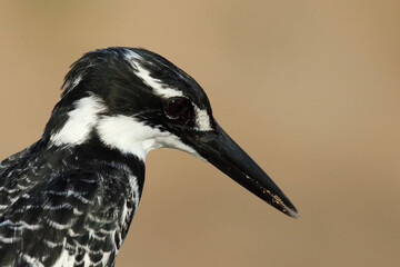 Graufischer / Pied kingfisher / Ceryle rudis
