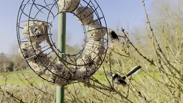 Long-tailed tits flying back and forth to a circular metal suet feeder, with energetic movements, wing flutters, and perching sequences in a natural garden setting under a bright blue sky
