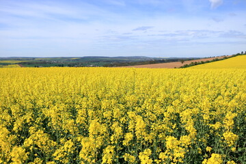 Obraz premium Field of rapeseed in yellow bloom in Saxony, Germany