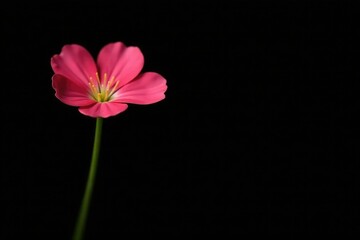Fototapeta premium Black background with single gypsophila stalk exposed, isolated, stem, gypsophila