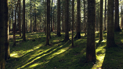 Sunny green mossy tree forest landscape.