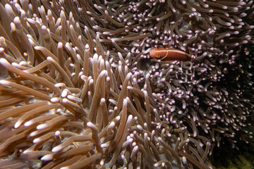 Orange anemonefish, or orange skunk clownfish, Amphiprion sandaracinos, in a symbiotic relationship with a Long Tentacle Plate Coral, Heliofungia actiniformis