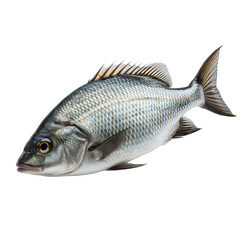 Obraz premium fish on white background