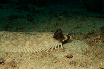 A Philippine Flounder, this flatfish an change color and texture to blend in with the ocean floor. The meet is good for cooking