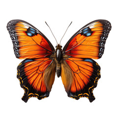 Fototapeta premium butterfly isolated on transparent background,PNG