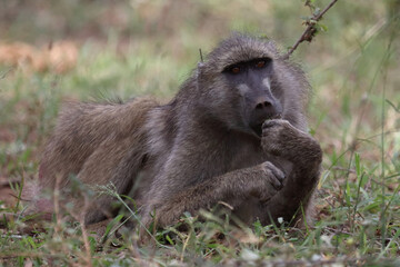 Bärenpavian / Chacma baboon / Papio ursinus