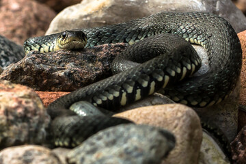 close up of a snake
