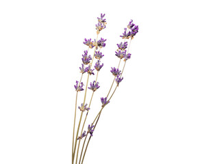 Obraz premium Sprigs of dry lavender flowers isolated on a white background. Lavender blossoms. Bunches of lavender.