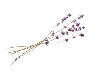 Sprigs of dry lavender flowers isolated on a white background. Lavender blossoms. Bunches of lavender.