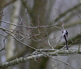 great tit parus major
