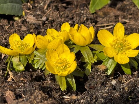 Eine Gruppe von Winterlingen im Garten