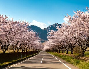 Fototapeta premium 桜並木、道