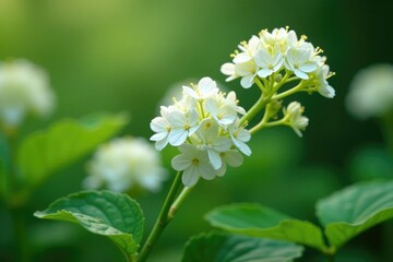Gentle white blooms start to emerge on the broom-like stem, gentle, hydrangea