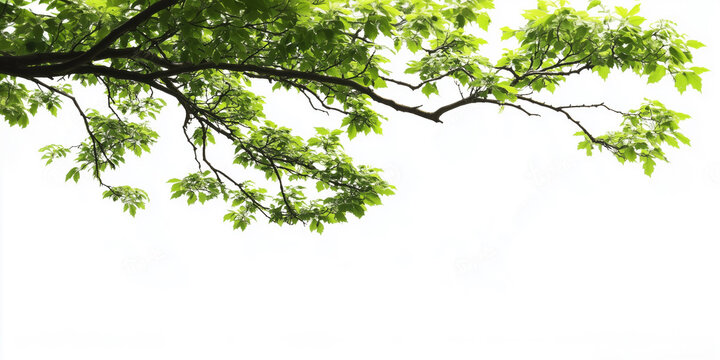 Greenery tree branches on corner, white background