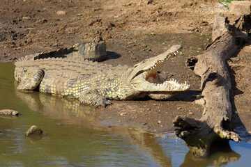 Nilkrokodil / Nile crocodile / Crocodylus niloticus..