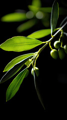   A close-up image of a tree branch with emerald leaves and ripe berries against a dark background