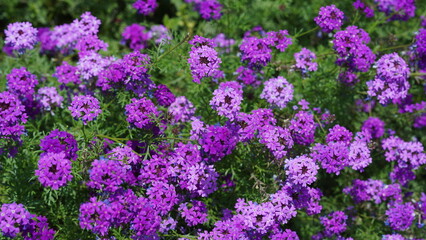 The fresh flowers blooming in the garden in spring