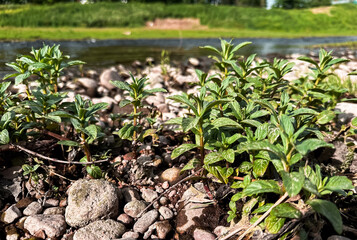 Bunch of mint plants growing on a rocky shore