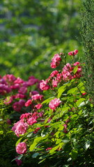 The fresh flowers blooming in the garden in spring