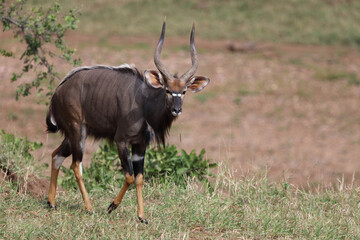Nyala / Nyala / Tragelaphus angasii.