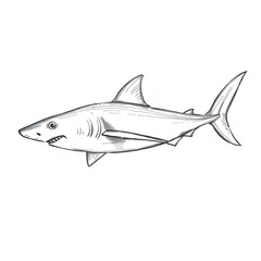 Obraz premium Striking Black and White Hand-Drawn Sketch of a Powerful Shark in Motion – Detailed Line Art Illustration