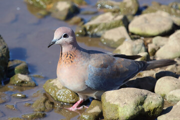 Palmtaube oder Senegaltaube / Laughing dove or Little brown dove / Stigmatopelia senegalensis uel Spilopelia senegalensis