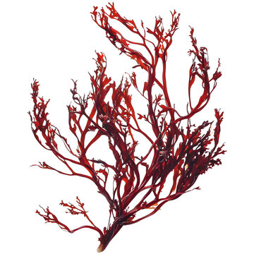 astaxanthin extract red seaweed