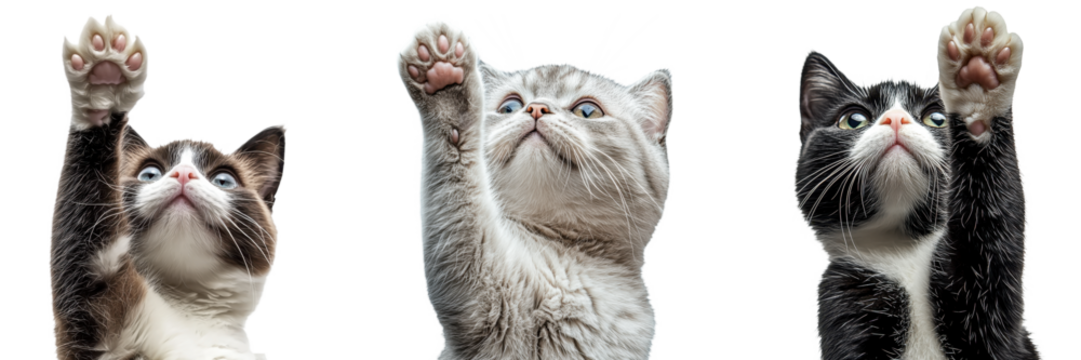 Playful cat paw reaching out for feline product label concept. Three cats with raised paws appear to be reaching for something, showcasing their expressive faces and unique fur patterns