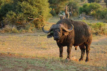 Obraz premium Kaffernbüffel / African buffalo / Syncerus caffer