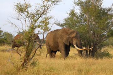 Fototapeta premium Afrikanischer Elefant / African elephant / Loxodonta africana..