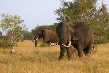 Obraz premium Afrikanischer Elefant / African elephant / Loxodonta africana..